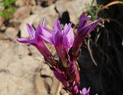 21 Gentianella anisodonta - Genzianella anisodonta baciata dal sole